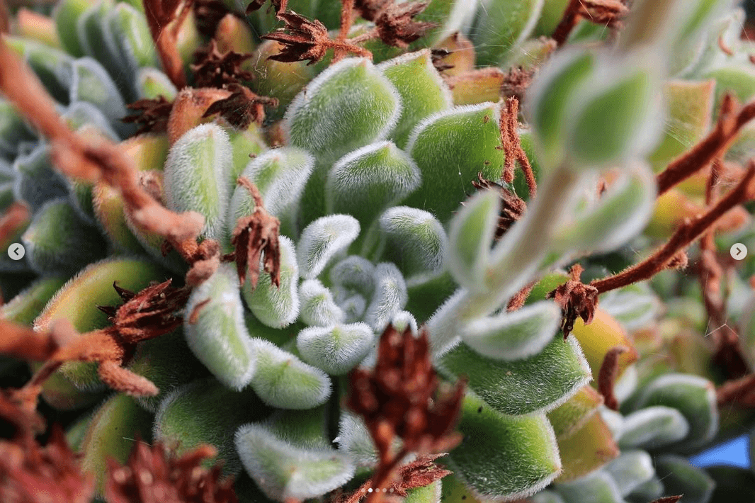 Nature photography - macro shot