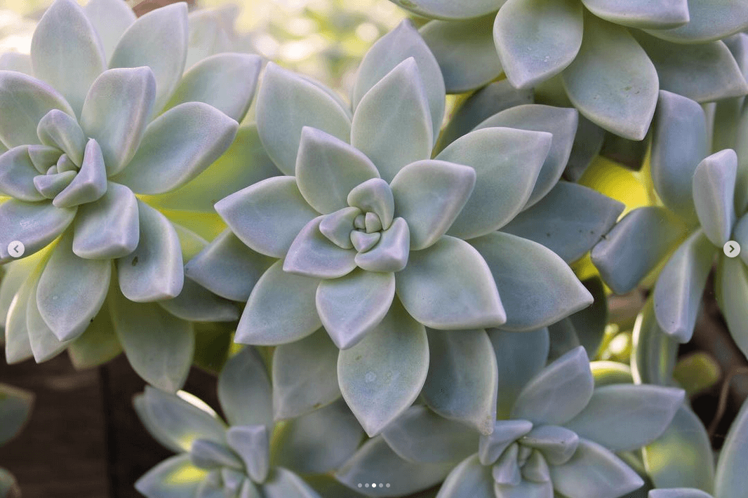 Portrait photography session